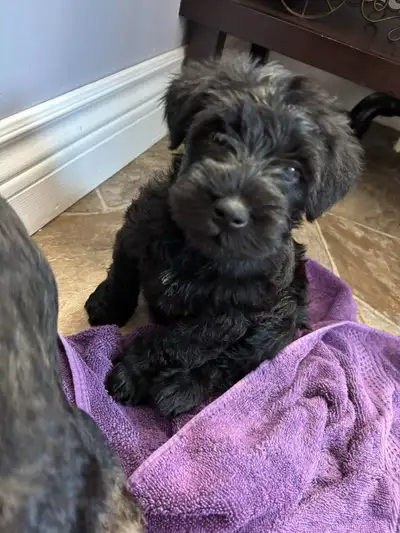 purebred miniature Puppies, View more