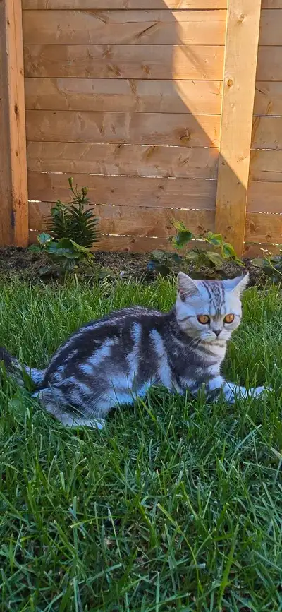 Scottish fold and straight. , View more