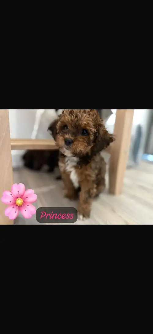 Teddy Bear Puppies for Sale! Adorable. Affectionate. Allergy-friendly. Your perfect cuddle companion...