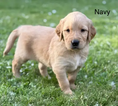 Purebred Golden Retriever, View more