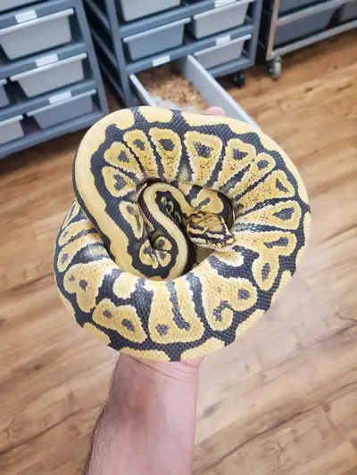 Spotnose Hypo 100% het DG Clown breeder male, View more