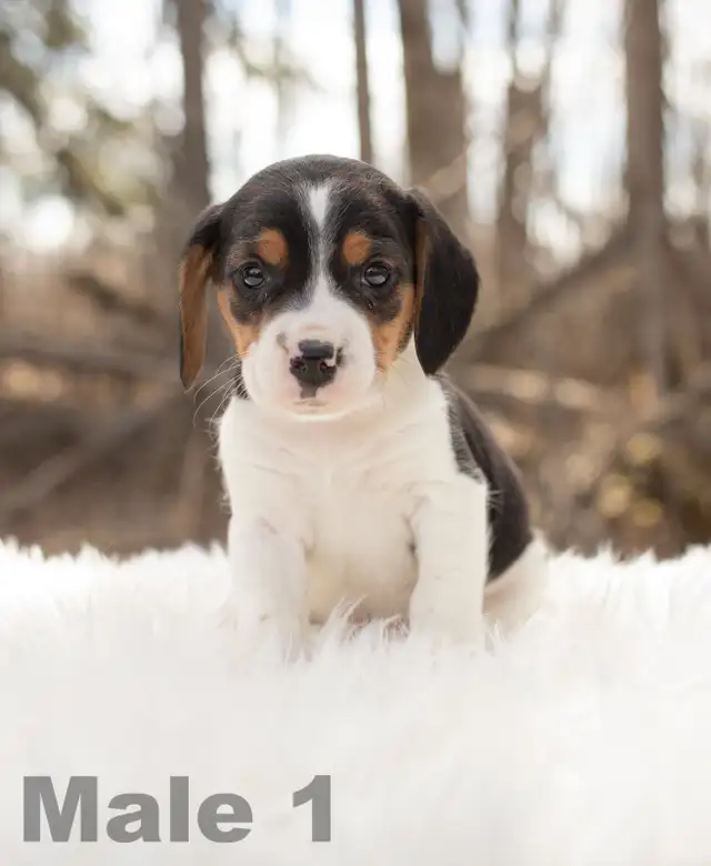 Beagle puppies in Dogs & Puppies for Rehoming in Edmonton - Image 5