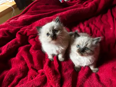These guys are super cute and friendly. They are used to dogs and being handled daily. Whos availabl...