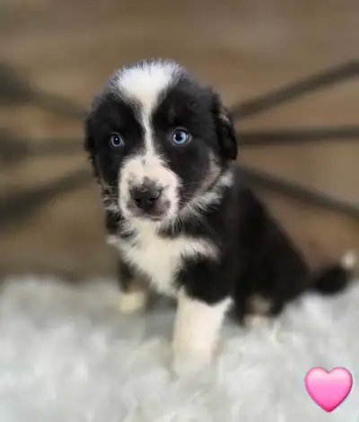 Berger Australien, View more