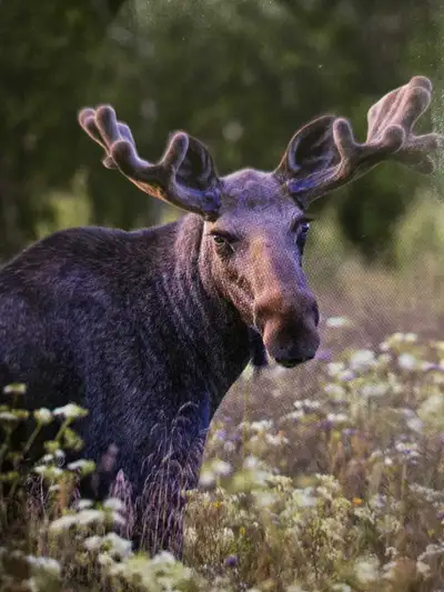 terrain privé a louer pour la chasse a l'orignal a matane , View more