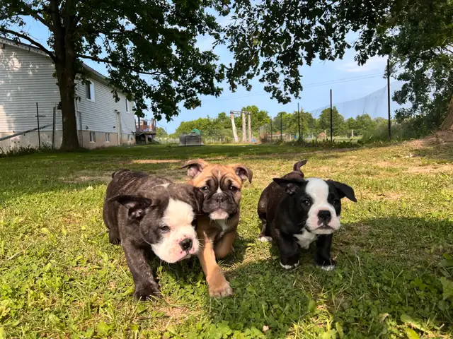 English Bulldog, Olde English Bulldogge mix in Dogs & Puppies for Rehoming in Norfolk County - Image 2