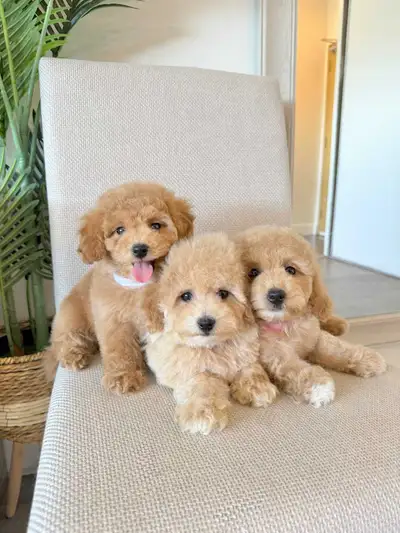 New!! 3 Adorable Toy Poodle Bichon Puppies, View more