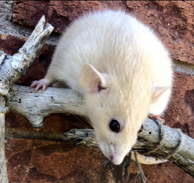 Pet Dumbo Dwarf RatsHealth Tested Rattery Small Animals for Rehoming