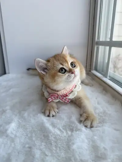 CCA & CFA Registered Cattery — Rehoming BSH Kittens, View more