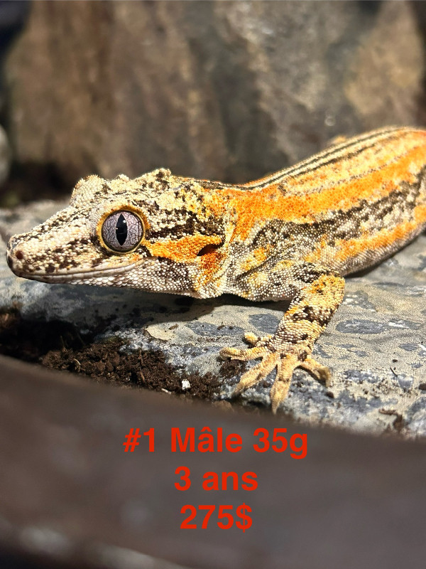 Gargoyle geckos 3.0 dans Reptiles et amphibiens à adopter  à Saint-Hyacinthe - Image 3