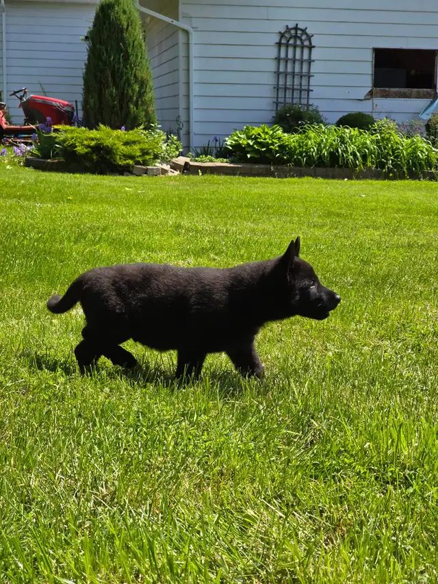 All Black& Sable Czech Line German Shepherd Puppies in Dogs & Puppies for Rehoming in Cornwall - Image 9