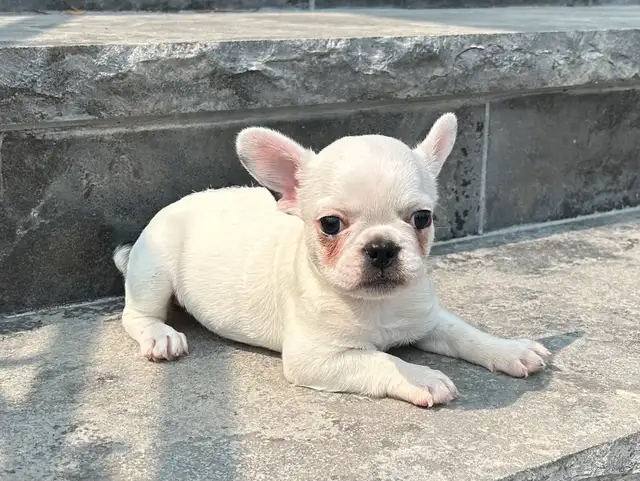 French Bulldog Female in Dogs & Puppies for Rehoming in Oakville / Halton Region - Image 2