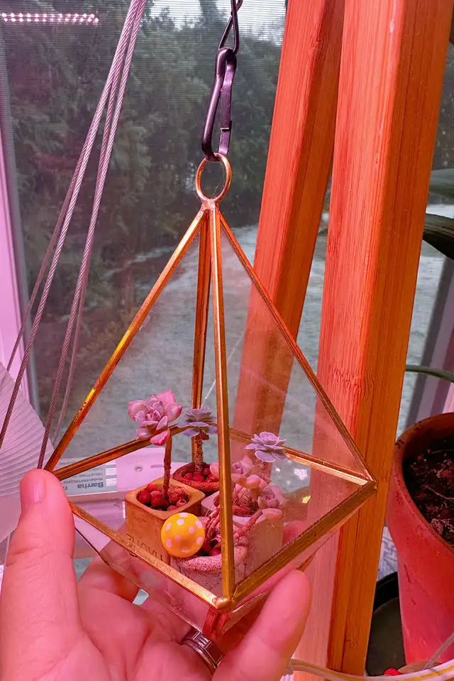 rare extreme miniature succulent plants62864362730369121