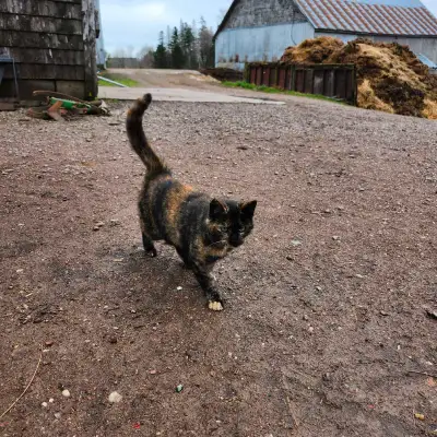 2 female cats, raised on a farm they are very tame 782 377 2877 Price is for both