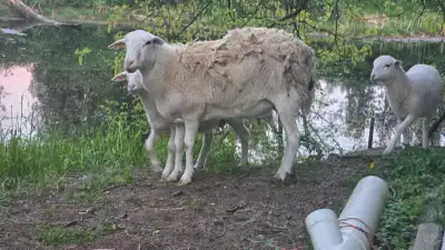 Ewe Sheep, View more
