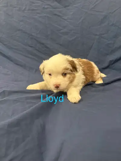 Miniature Australian Shepherd Puppies, View more