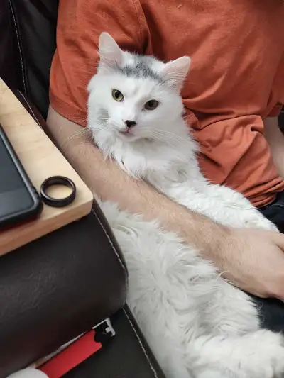 Chat mâle croisés Angora de Turquie, View more
