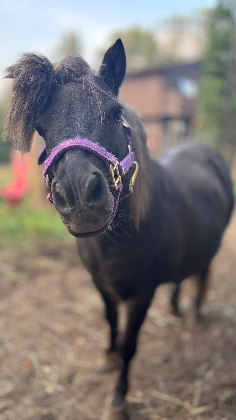 15 yr old Grade Mini | Horses & Ponies for Rehoming | Thunder Bay ...