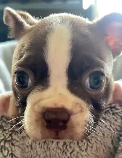 We have 2 (possibly 3!) Bostons from this litter left. Holly (mama) is a purebred AKC/CKC registered...