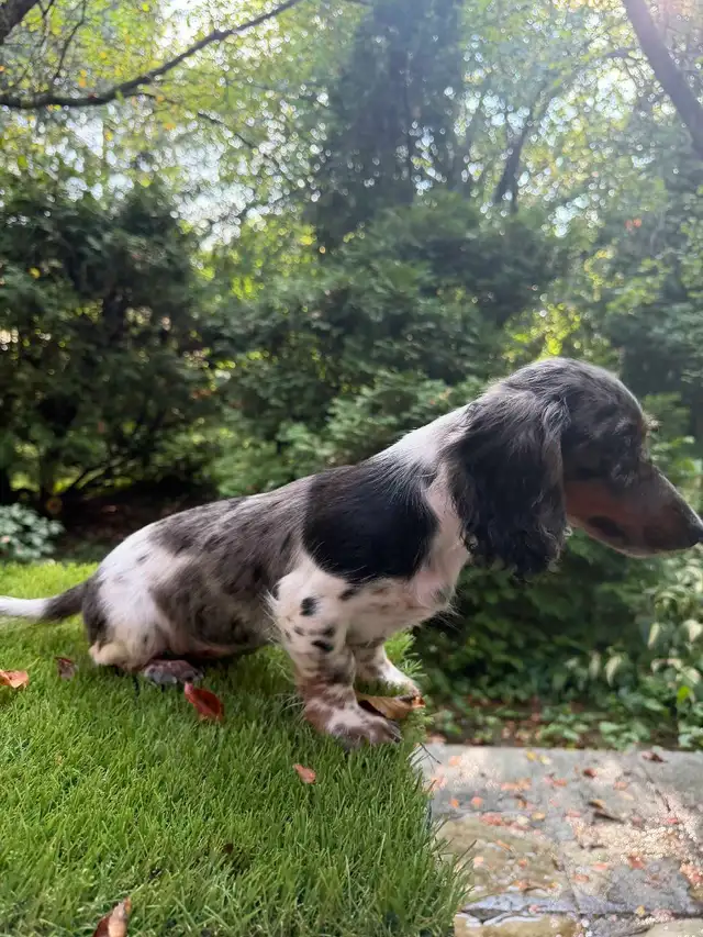 Long Hair Silver Dapple Mini Dachshund Puppy in Dogs & Puppies for Rehoming in Markham / York Region - Image 5
