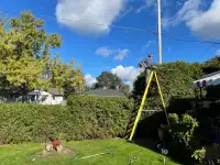 Tree and hedge trimming available 