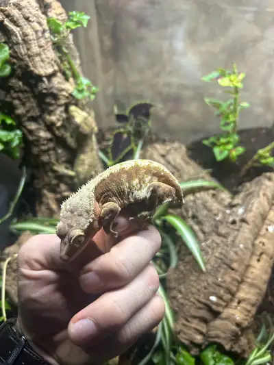 Crested Gecko (trade for mourning geckos), View more