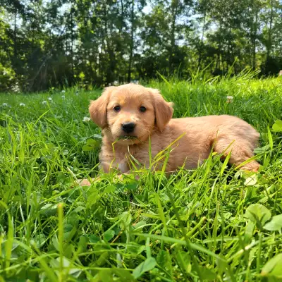Golden Retriever, View more