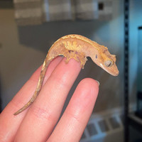Juvenile Crested Gecko “Ju321231”