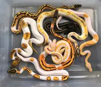 Looking for ball python 