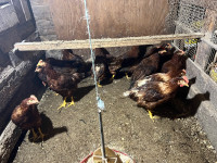  Roosters for sale  