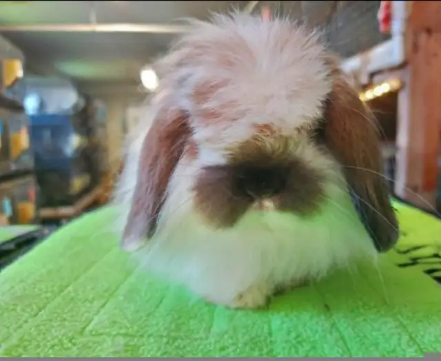 Extraodinaires! Bébés lapins mini rex baby bunny rabbits in Small Animals for Rehoming in City of Montréal - Image 7