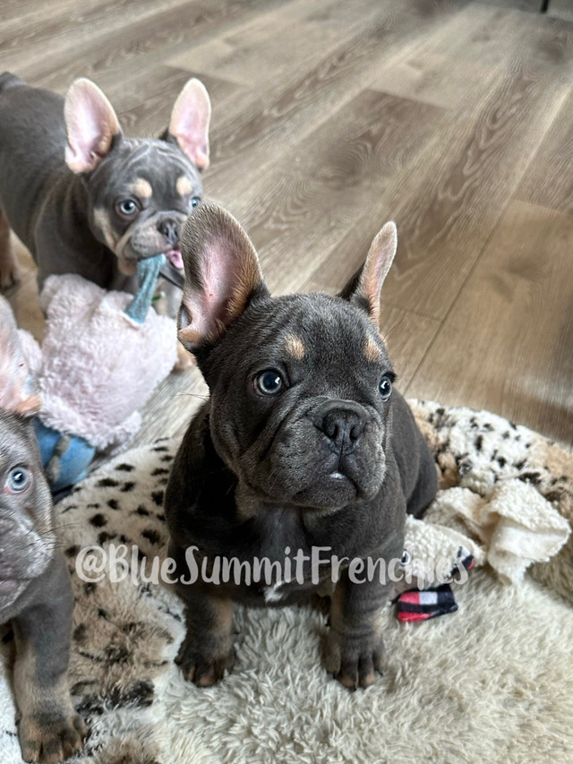 French Bulldog puppy in Dogs & Puppies for Rehoming in Calgary - Image 2