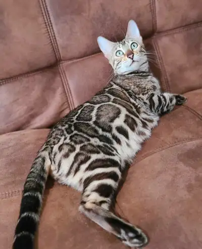 Top quality, hypoallergenic Bengal kittens, View more