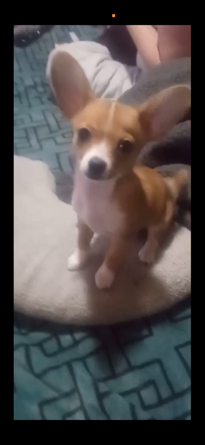 Well behaved puppy. Puppy pad trained $1500. Located in St. John’s nl