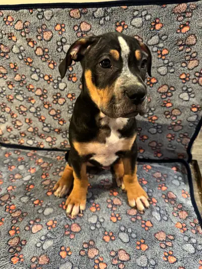 Heading West — Puppies Can Travel to Approved Homes, View more
