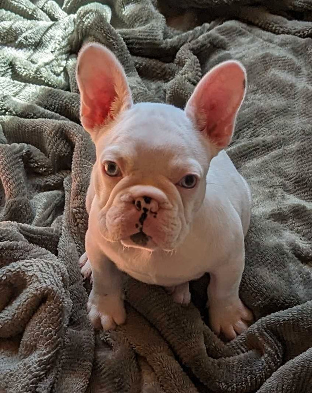  French bulldog puppies for sale. CKC registered  in Dogs & Puppies for Rehoming in Chilliwack - Image 3