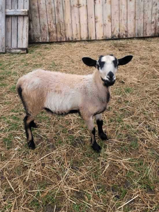 Ram lambs  in Livestock in Belleville