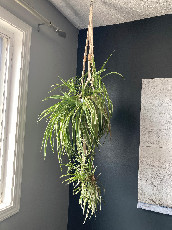Mature spider plant. in Home Décor & Accents in Edmonton