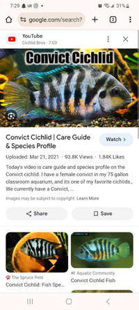 Free Convict Cichlids 