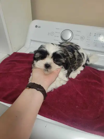 Adorable Shih Tzu puppies, View more