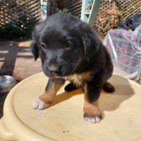 German Shepherd/ Rottweiler mixed puppies for sale! $1000