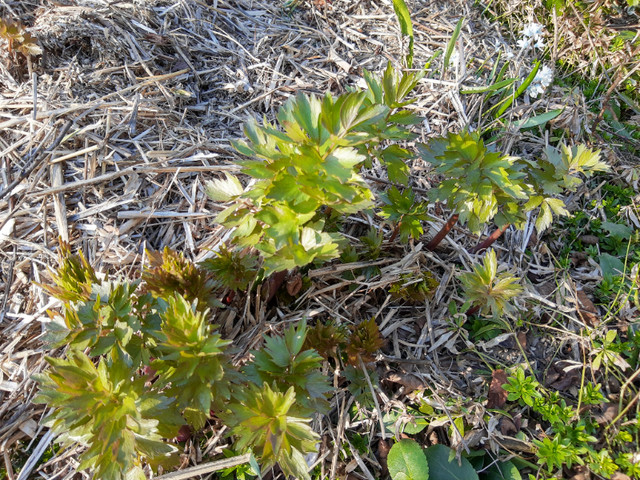 Lovage (maggi) plant. in Plants, Fertilizer & Soil in Mississauga / Peel Region - Image 2