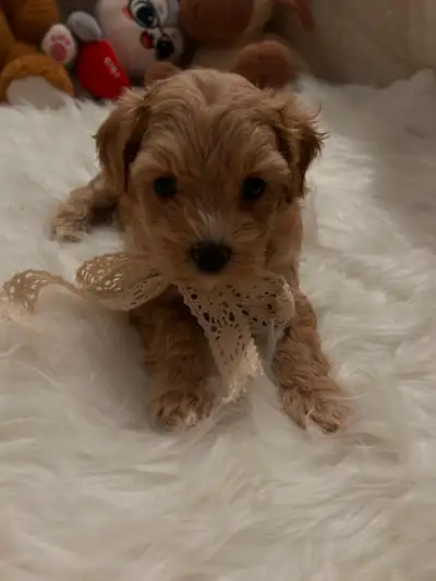 So beautiful maltipoo puppies (Maltese/poodle), View more