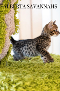 Savannah kitten, TICA Registered.