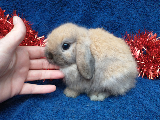 EXTRAORDINARY purebred Holland Lop baby bunny rabbits in Small Animals for Rehoming in City of Toronto - Image 3