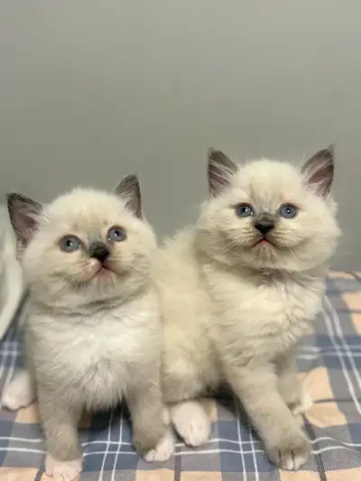 Girl & boy available. They're both 6weeks now. Very healthy, no vaccinated yet. They're both potty t...