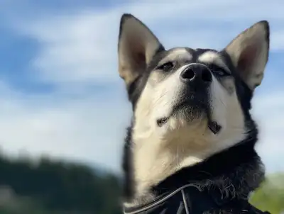 Sweet Siberian Husky, View more