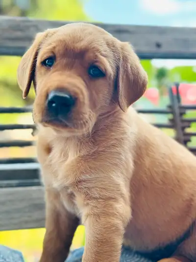 ❤️lab puppy’s❤️, View more