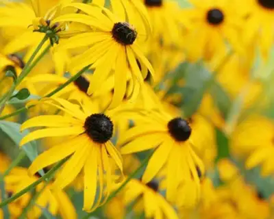 Little Garden: Tall Coneflower, View more