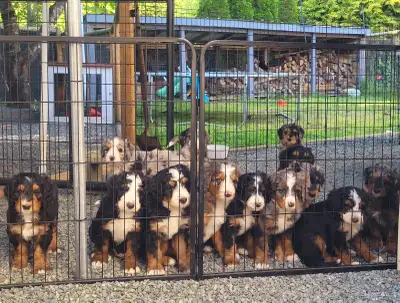 Rosie’s Bernedoodles, well bred companions, View more